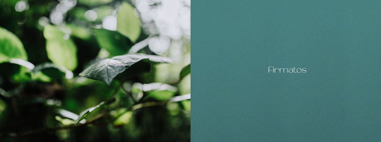 Book Alta Floresta_pages-to-jpg-0008