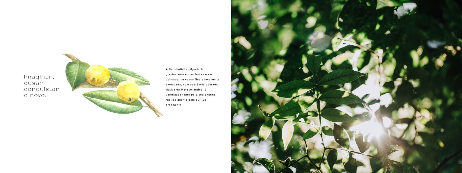 Book Alta Floresta_pages-to-jpg-0021